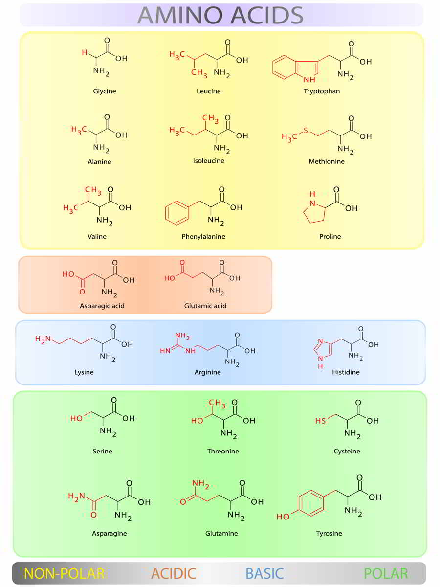 Amino acids table