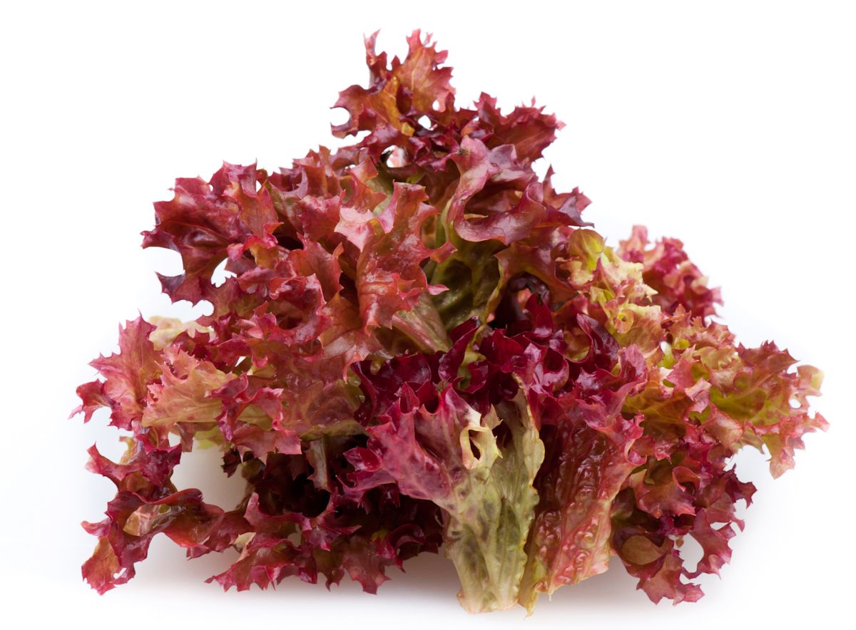 Red leaf lettuce