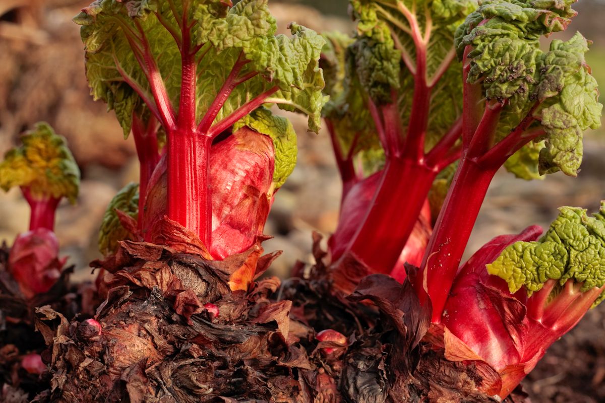 Rhubarb shoots growing in early spring