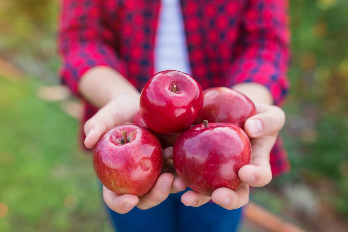 Woman harvesting apples